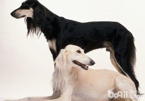 東非獵犬