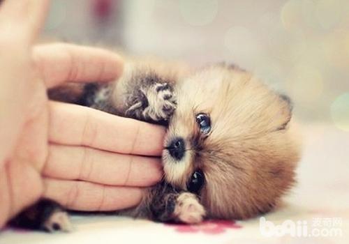 博美犬