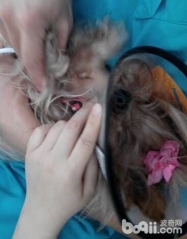 另一馬爾濟斯犬，測量血壓。