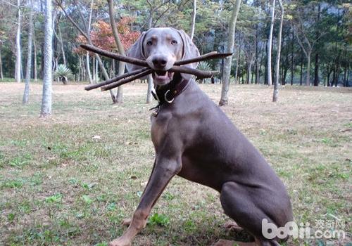 威瑪獵犬