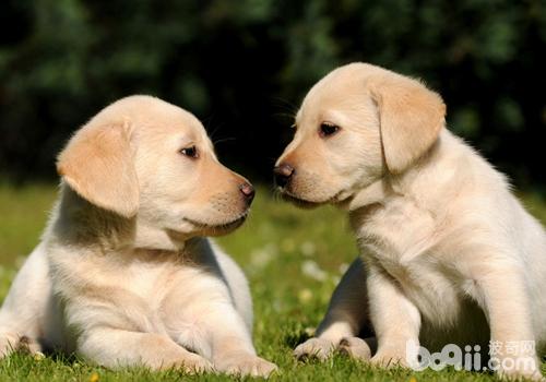 拉布拉多犬