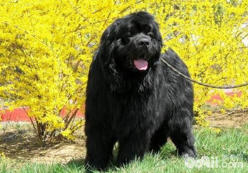 紐芬蘭犬