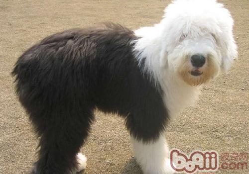英國古代牧羊犬