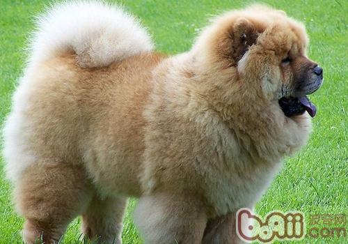 松獅犬