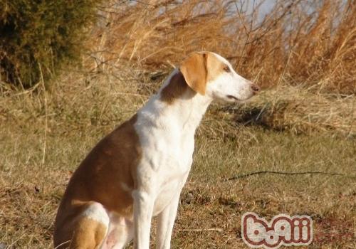 美國獵狐犬