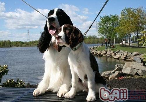 英國史賓格獵犬