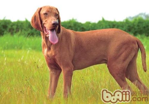 維茲拉犬