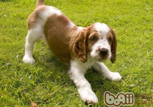 威爾士史賓格犬