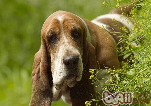 巴吉度獵犬