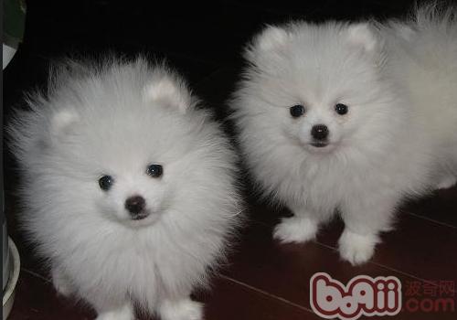 博美犬