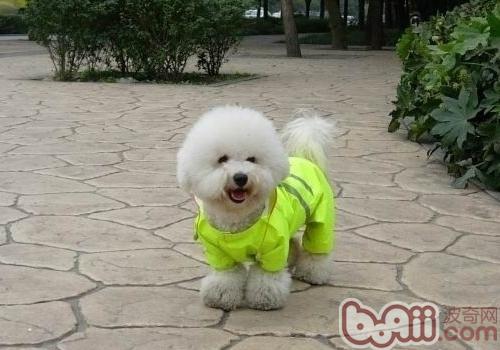 比熊犬