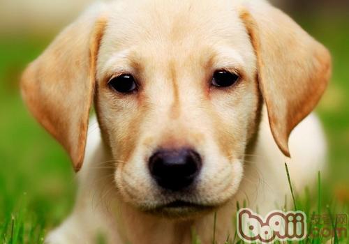 拉布拉多犬