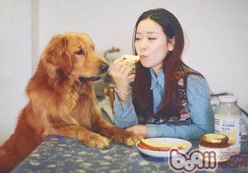 金毛犬