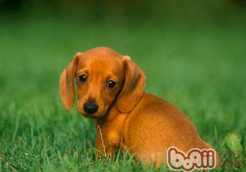 臘腸犬