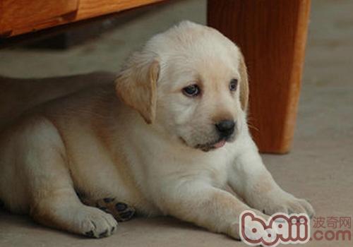 拉布拉多犬