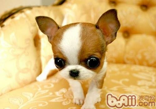 吉娃娃犬