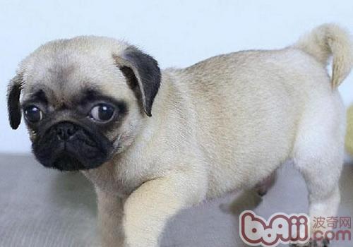 巴哥犬