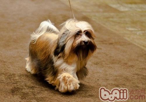 哈威那犬