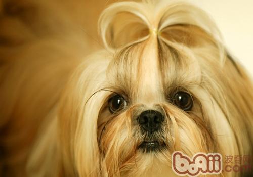 西施犬