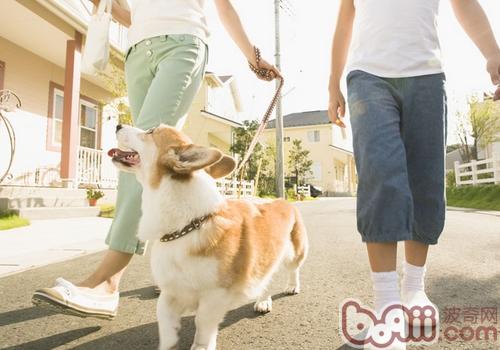 威爾士柯基犬