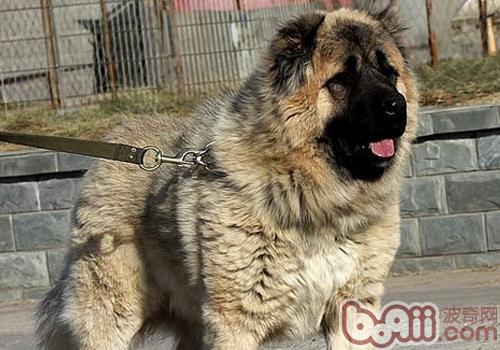 高加索犬