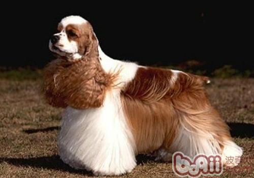 美國可卡犬