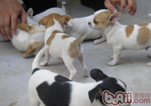 吉娃娃犬