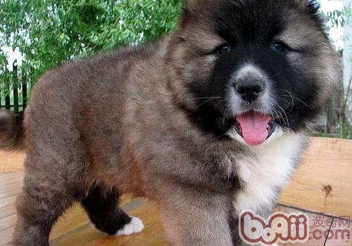 高加索犬