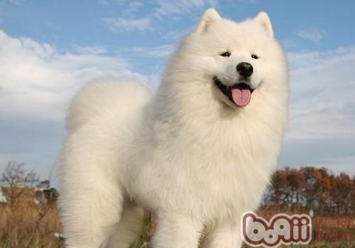 薩摩耶犬