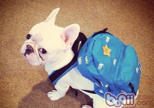 法國斗牛犬