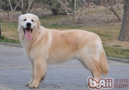 金毛犬
