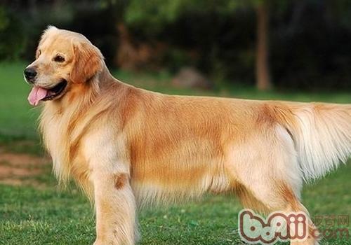 金毛犬