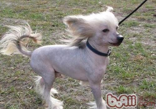 中國冠毛犬