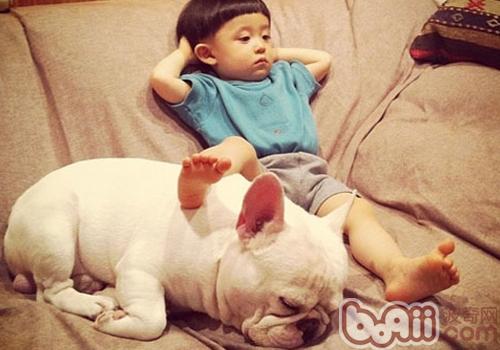 法國斗牛犬