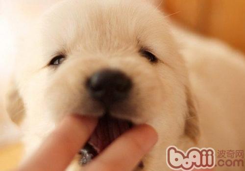 金毛犬