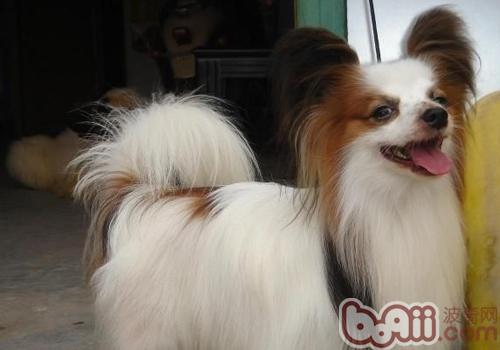 蝴蝶犬