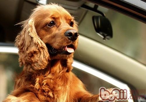 英國可卡犬