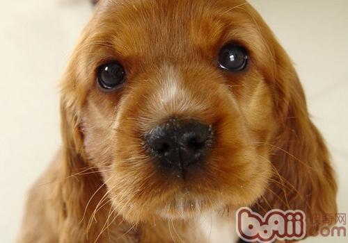 美國可卡犬