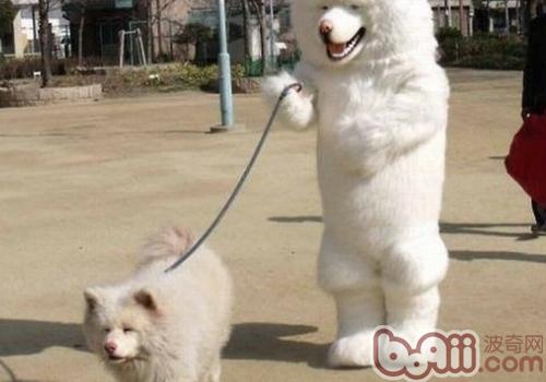 薩摩耶犬