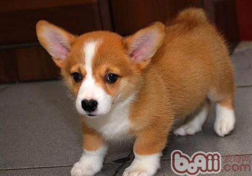 威爾士柯基犬