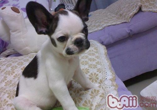 波士頓梗犬
