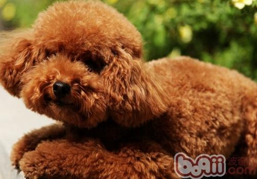 泰迪犬