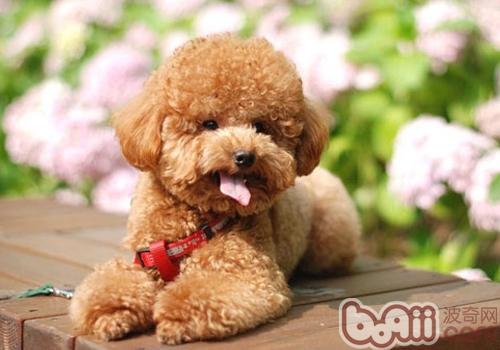 泰迪犬