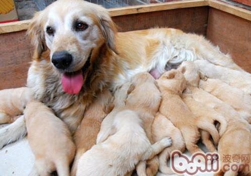 金毛犬
