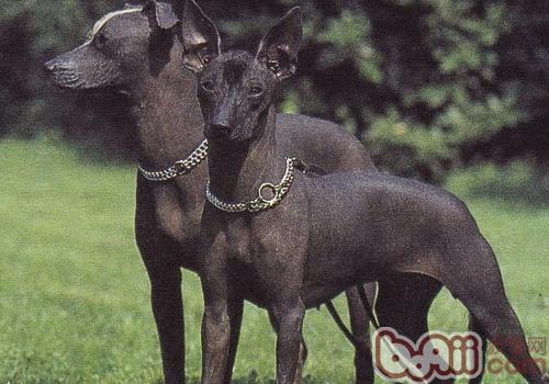 墨西哥無毛犬