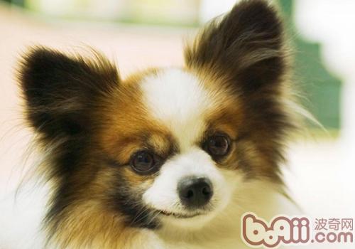 蝴蝶犬