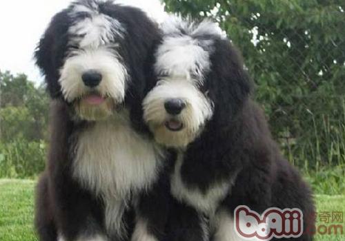 古代長須牧羊犬