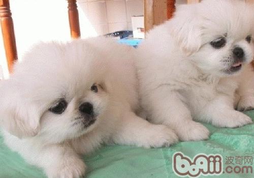 京巴犬