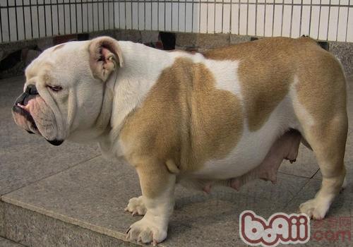 英國斗牛犬