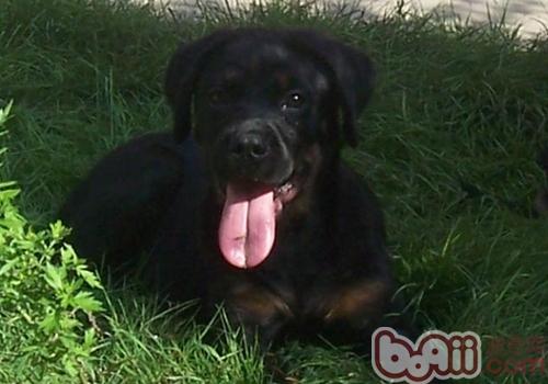 羅威納犬